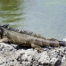 iguana_green_tf_gc_h_0079_cay0996.jpg
